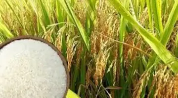 شهدت بعض أصناف الأرز زيادات طفيفة، وتحسنت التجارة في دلتا نهر ميكونغ.